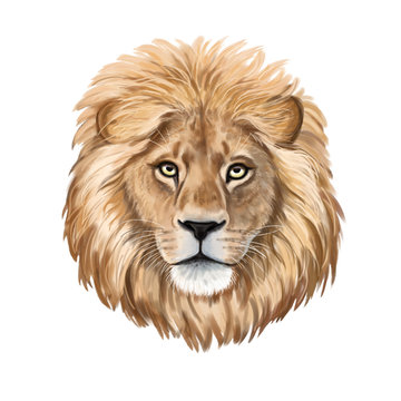 Detail Clipart Lion Nomer 40