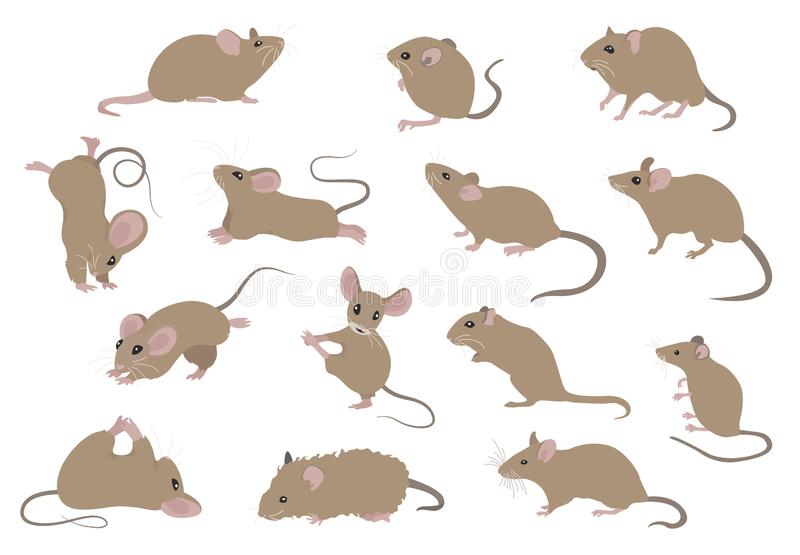 Detail Clipart Mouse Nomer 34