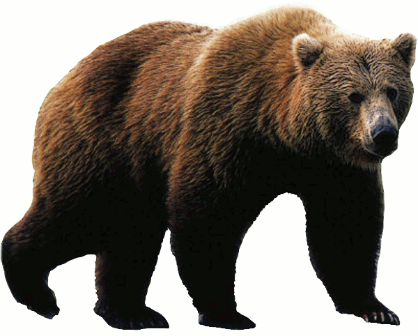 Detail Clipart Of A Bear Nomer 32