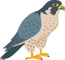 Detail Clipart Of A Bird Nomer 30