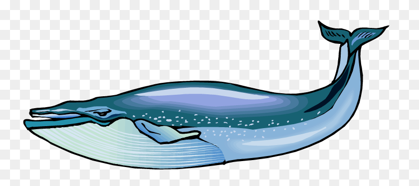 Detail Clipart Of A Whale Nomer 29