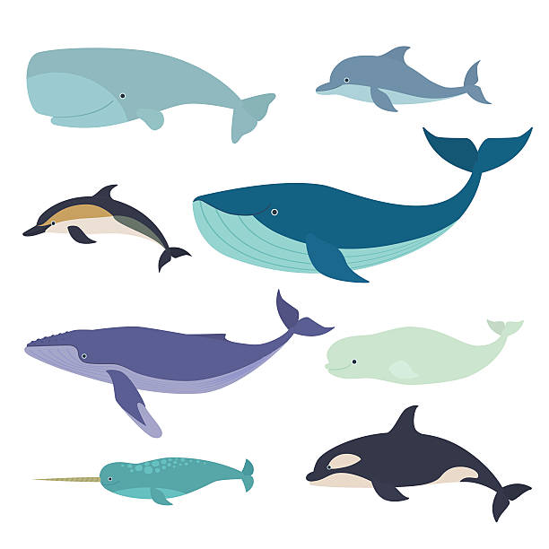 Detail Clipart Of A Whale Nomer 53