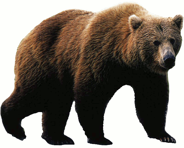 Detail Clipart Of Bears Nomer 33