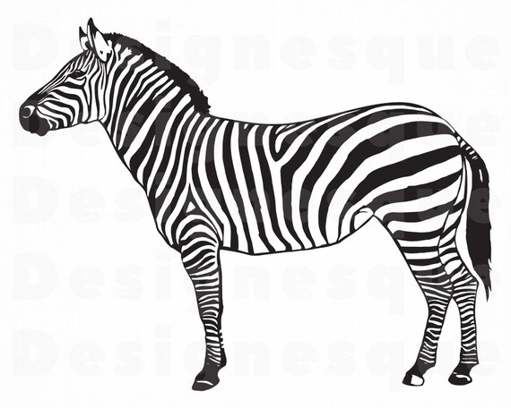 Detail Clipart Of Zebra Nomer 17