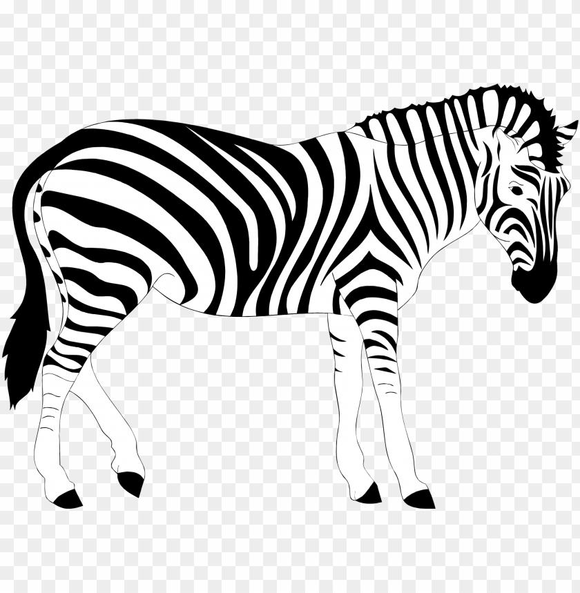 Detail Clipart Of Zebra Nomer 49