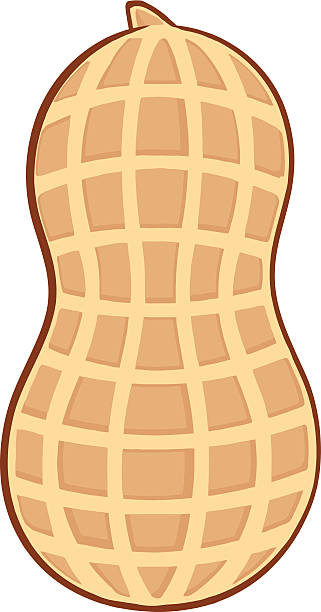 Detail Clipart Peanut Nomer 2