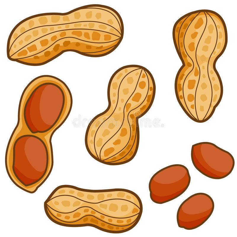 Detail Clipart Peanut Nomer 24