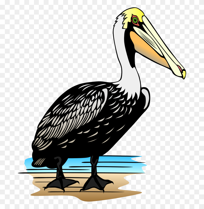 Detail Clipart Pelican Nomer 11