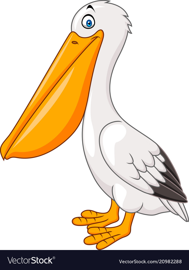 Detail Clipart Pelican Nomer 12