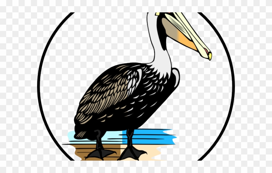 Detail Clipart Pelican Nomer 19