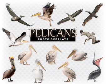 Detail Clipart Pelican Nomer 29