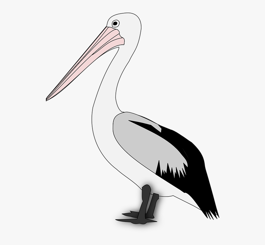 Detail Clipart Pelican Nomer 35