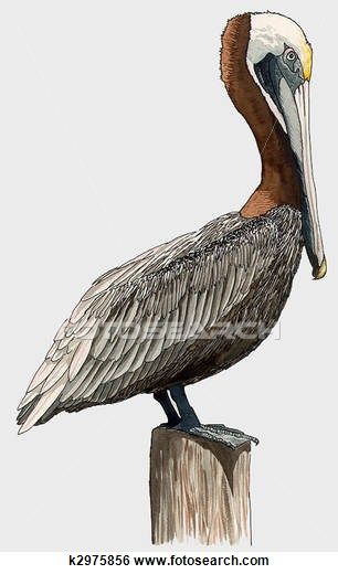 Detail Clipart Pelican Nomer 44