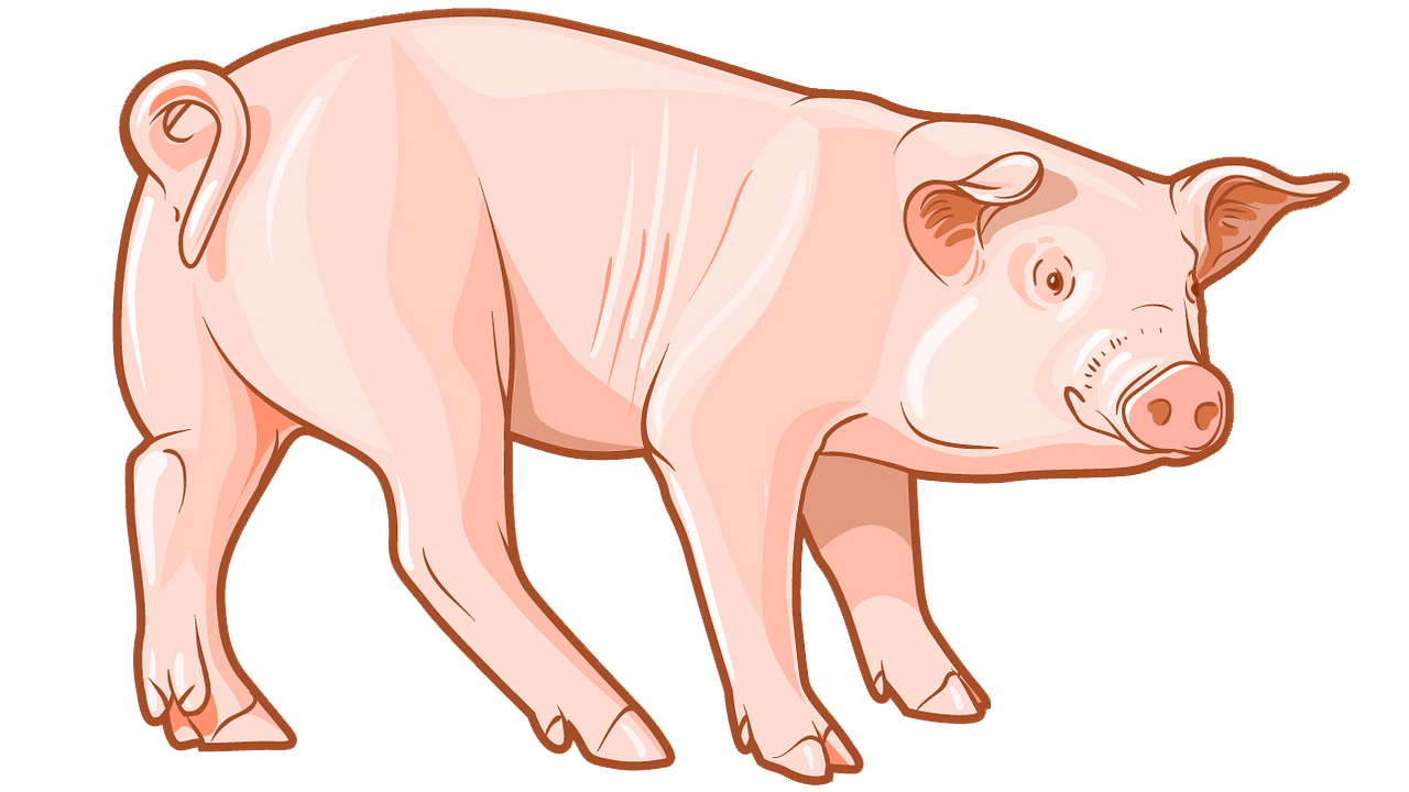 Detail Clipart Pig Nomer 33