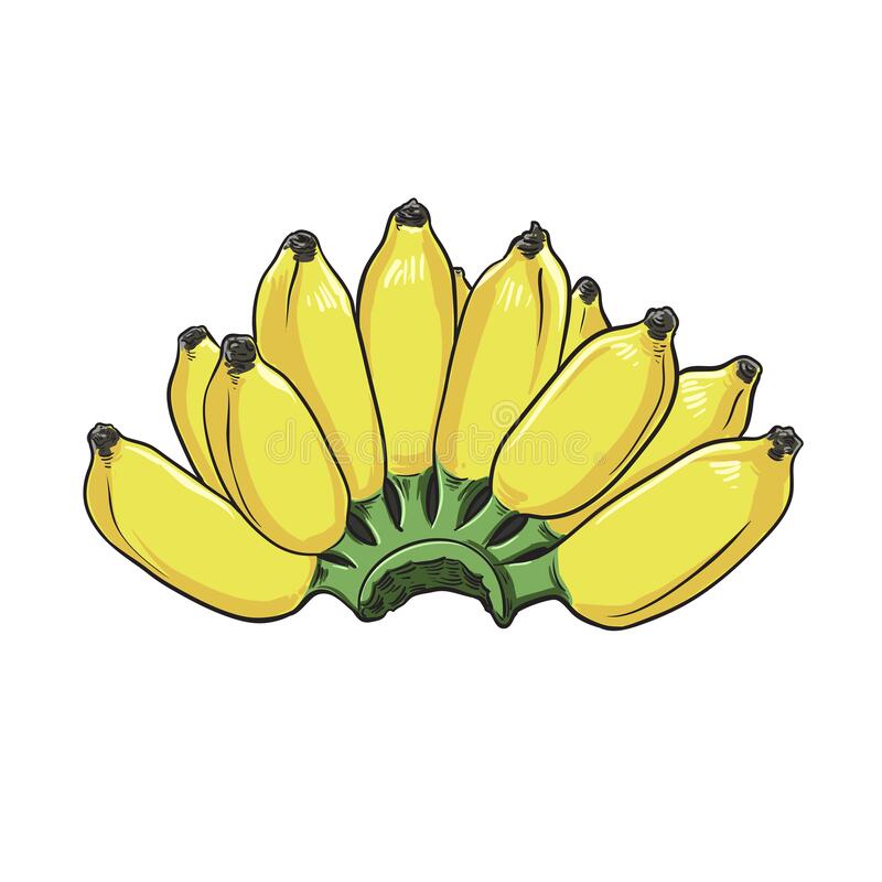 Detail Clipart Pisang Nomer 41