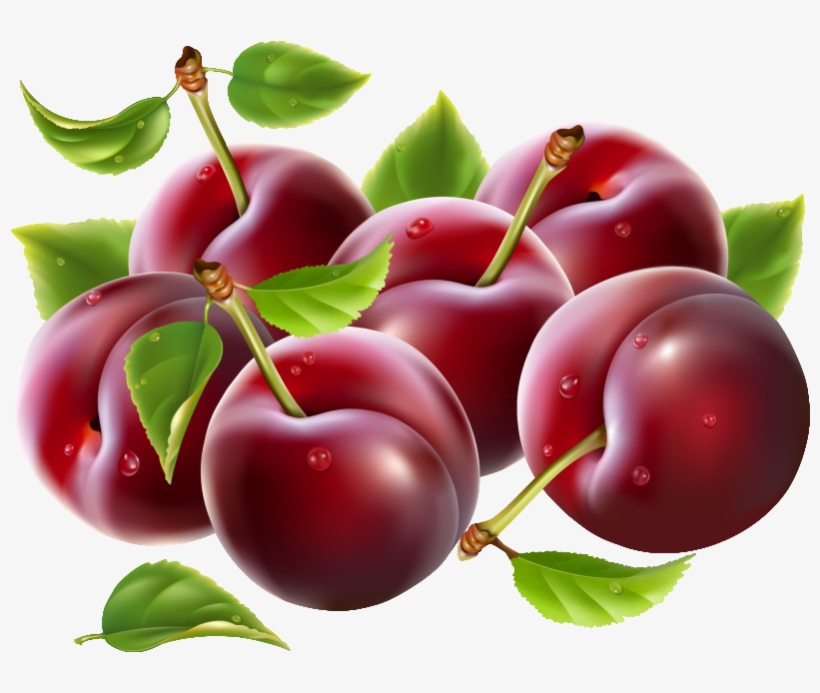 Detail Clipart Plum Nomer 41