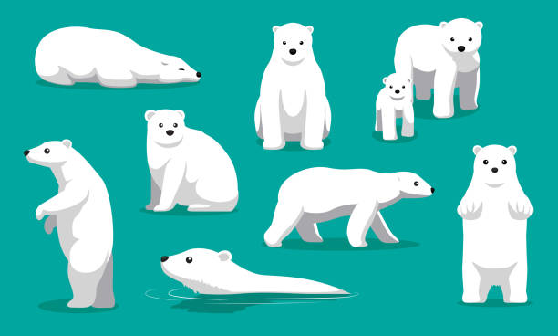 Detail Clipart Polar Bear Nomer 24