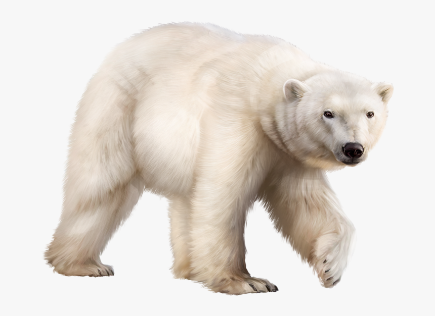 Download Clipart Polar Bear Nomer 50