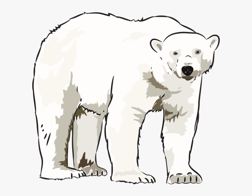 Detail Clipart Polar Bear Nomer 9