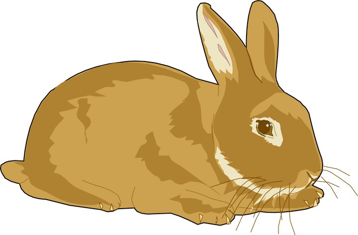 Detail Clipart Rabbit Nomer 38