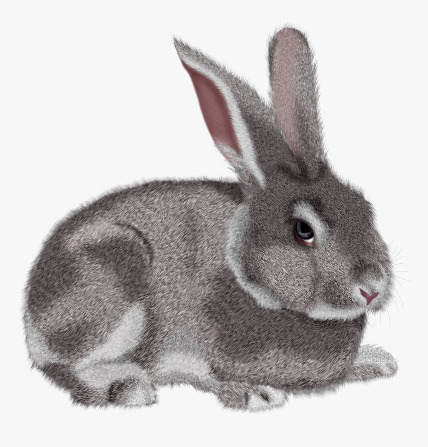 Detail Clipart Rabbit Nomer 49