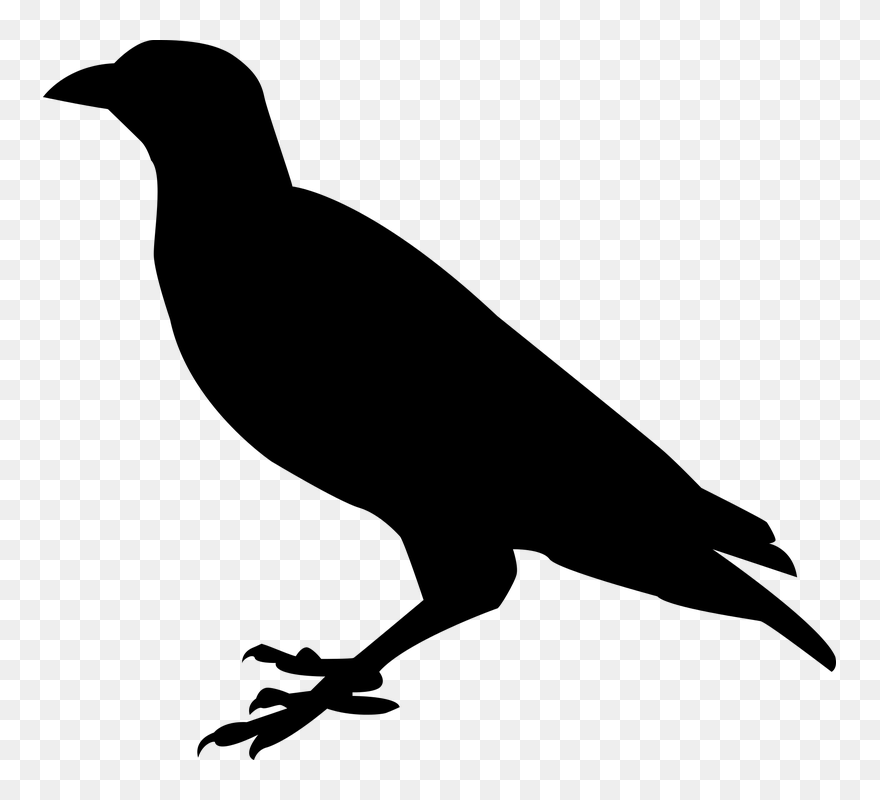 Detail Clipart Raven Nomer 12