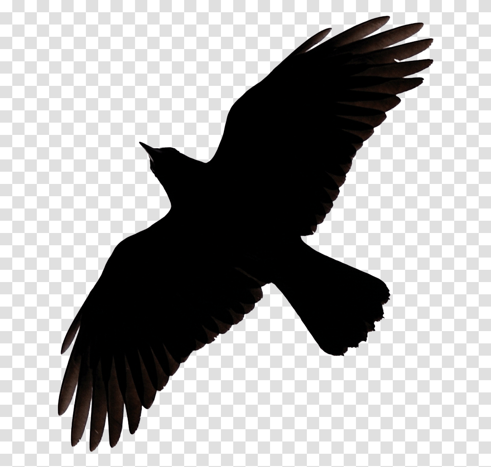 Detail Clipart Raven Nomer 23