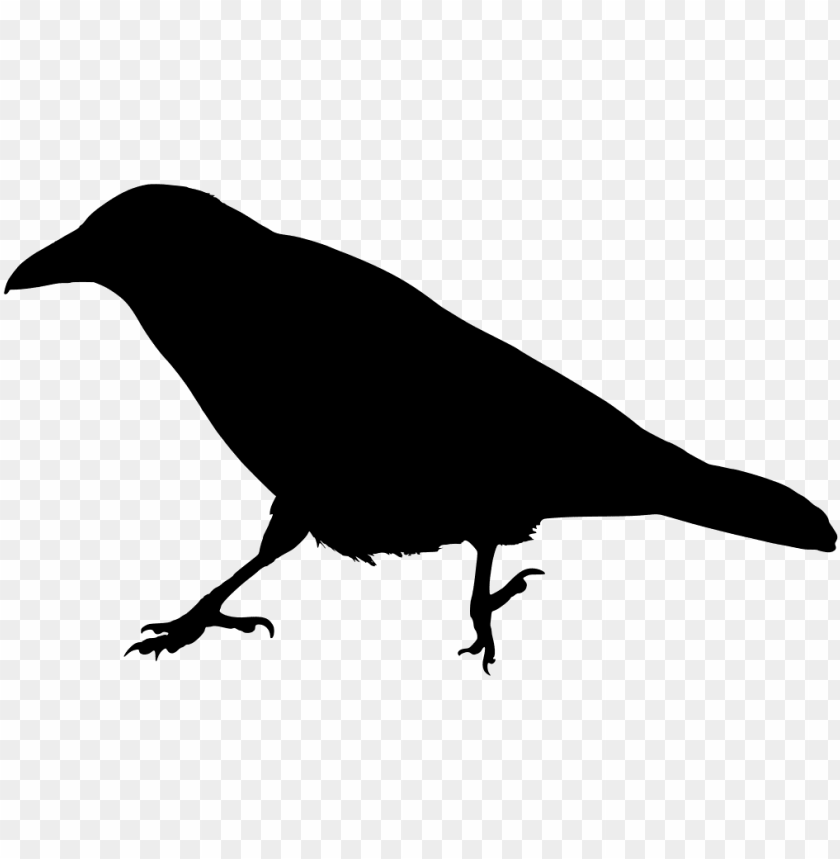 Detail Clipart Raven Nomer 35