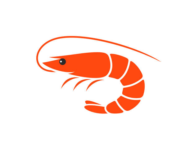 Clipart Shrimp - KibrisPDR