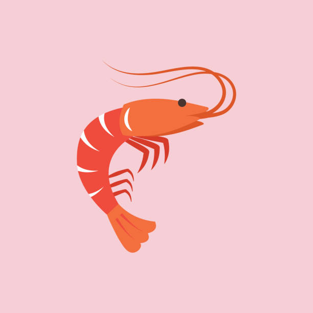 Detail Clipart Shrimp Nomer 14