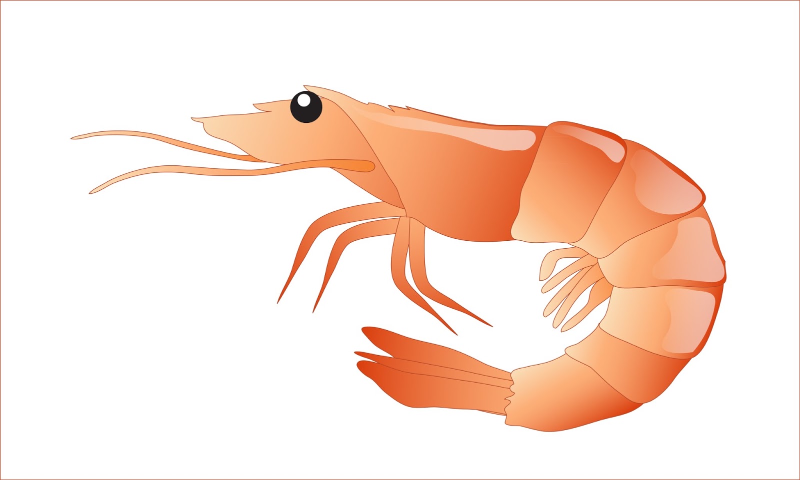 Detail Clipart Shrimp Nomer 3