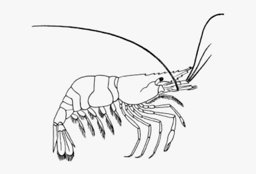 Detail Clipart Shrimp Nomer 25