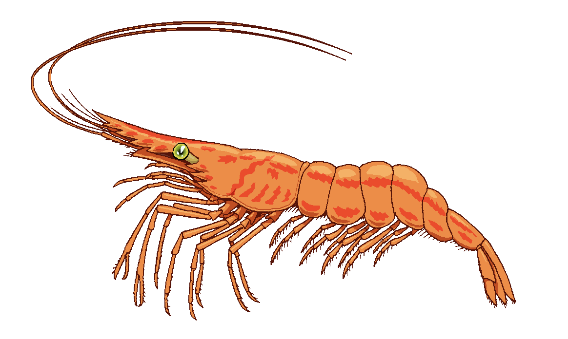 Detail Clipart Shrimp Nomer 28