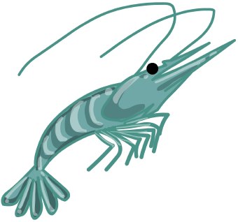 Detail Clipart Shrimp Nomer 33