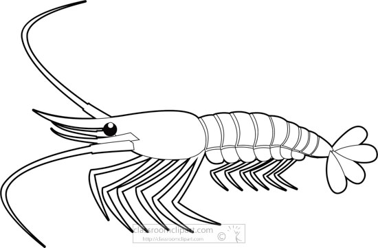 Detail Clipart Shrimp Nomer 47