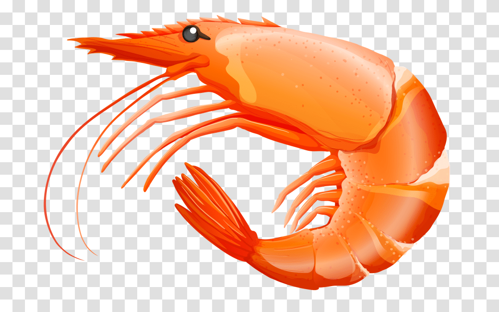 Detail Clipart Shrimp Nomer 7