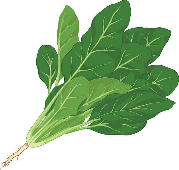 Clipart Spinach - KibrisPDR