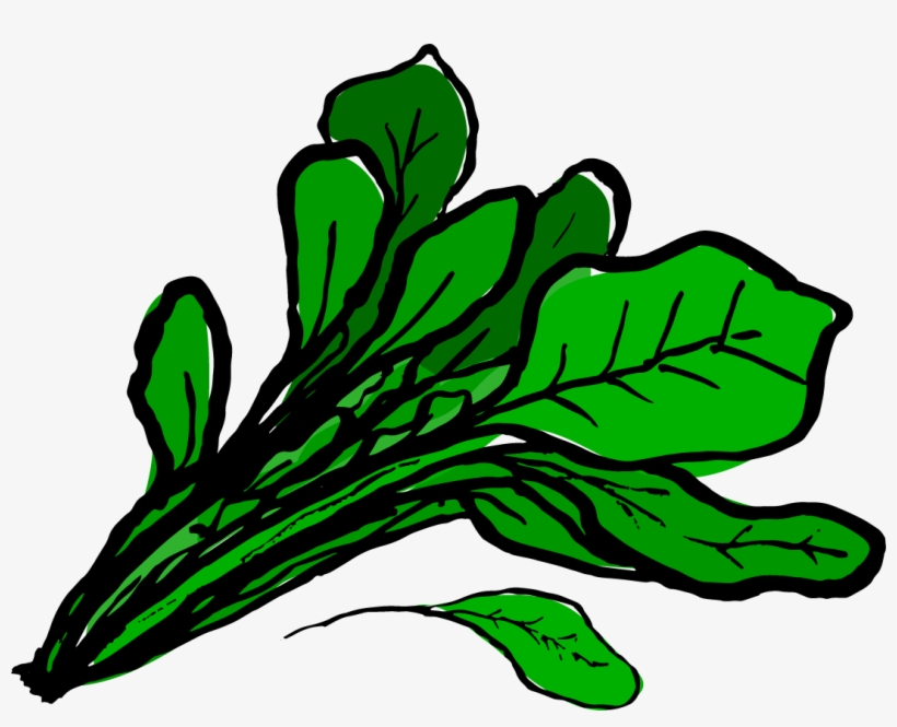 Detail Clipart Spinach Nomer 10
