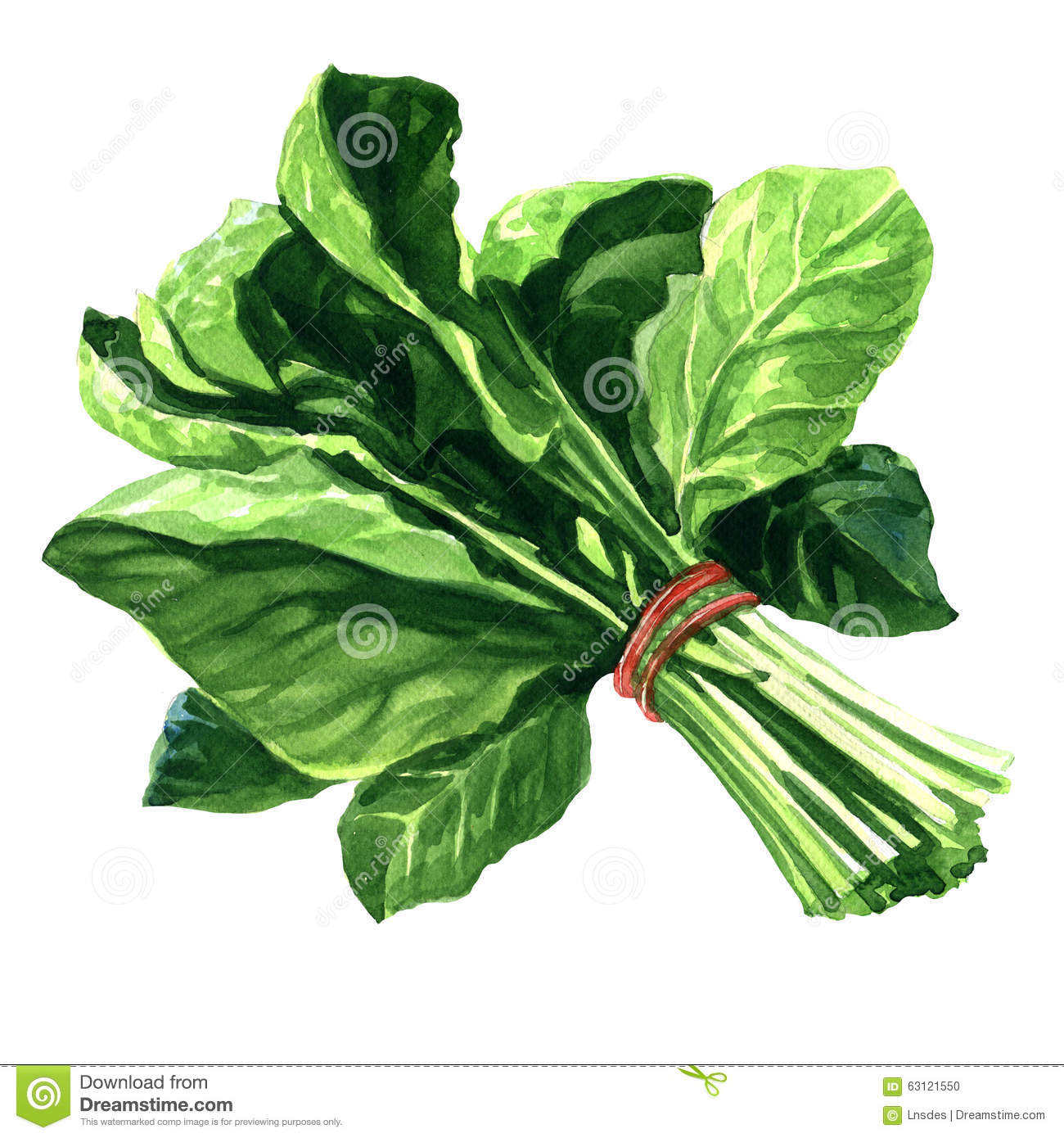 Detail Clipart Spinach Nomer 11