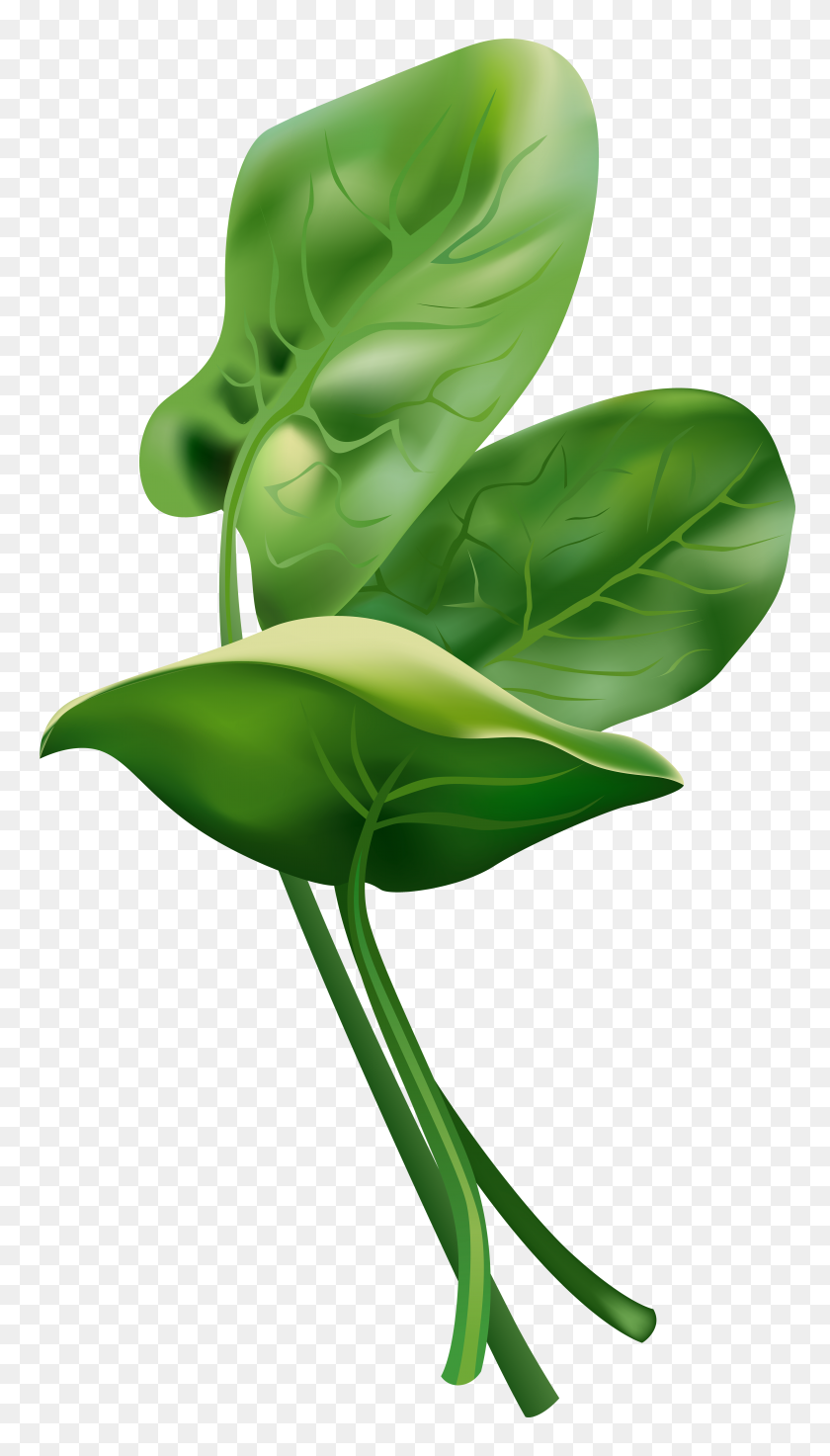 Detail Clipart Spinach Nomer 17