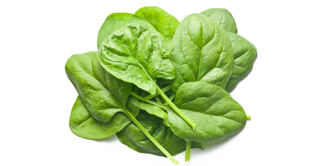 Detail Clipart Spinach Nomer 19