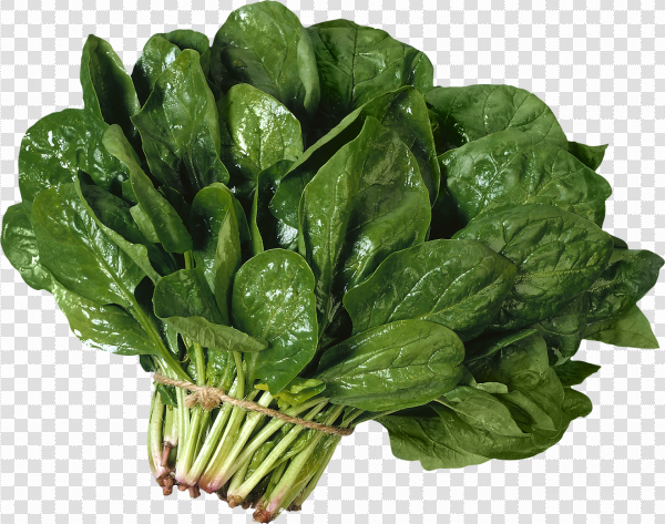 Detail Clipart Spinach Nomer 23