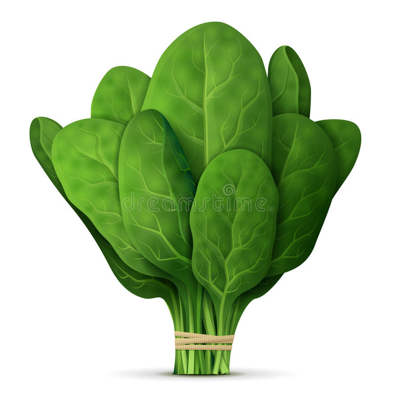 Detail Clipart Spinach Nomer 4