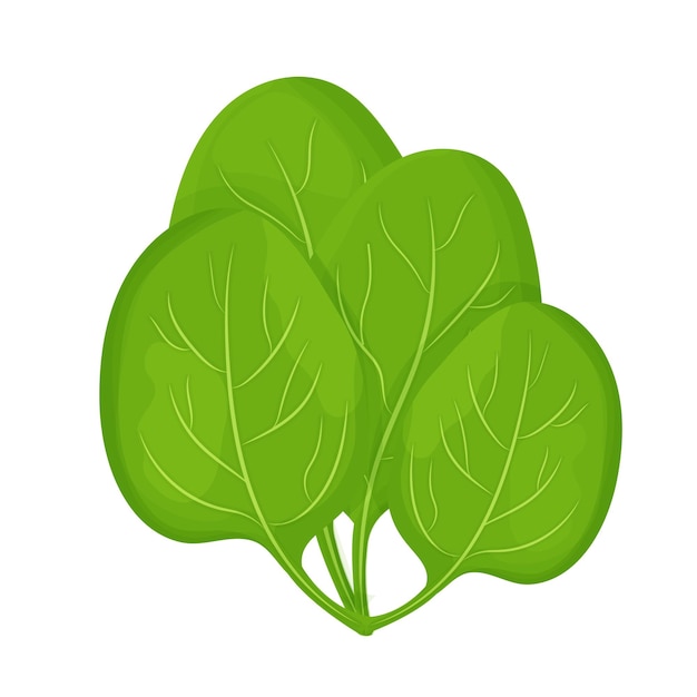 Detail Clipart Spinach Nomer 30