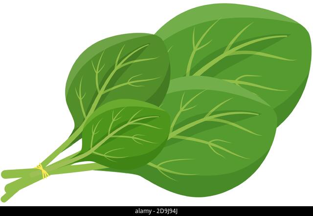 Detail Clipart Spinach Nomer 32