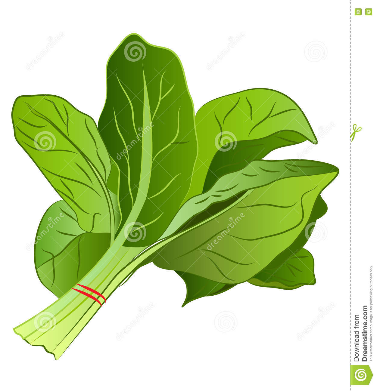 Detail Clipart Spinach Nomer 5