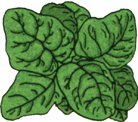 Detail Clipart Spinach Nomer 39