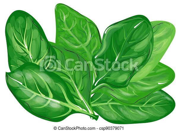 Detail Clipart Spinach Nomer 45