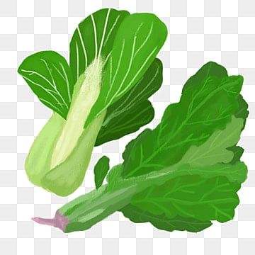 Detail Clipart Spinach Nomer 50