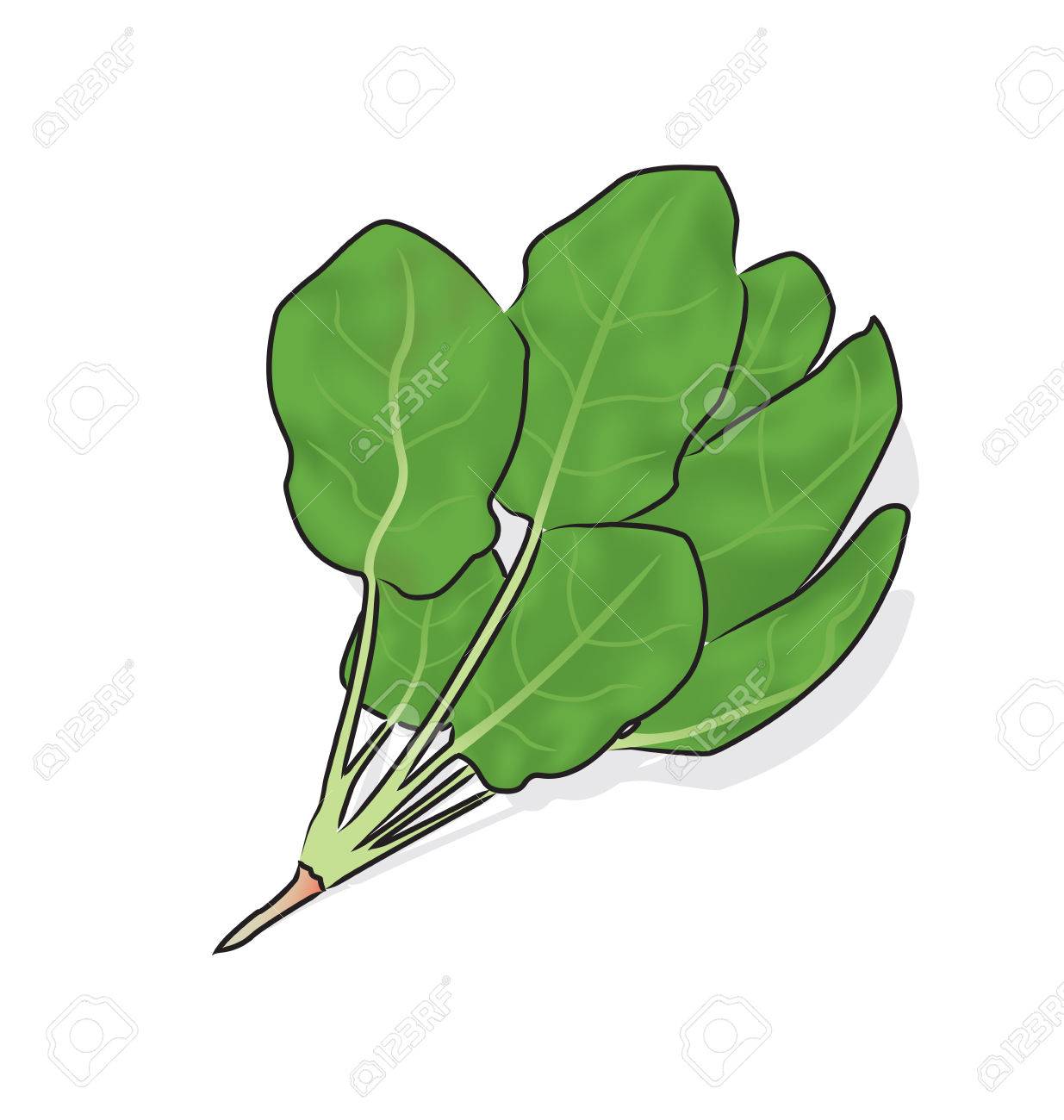 Detail Clipart Spinach Nomer 52